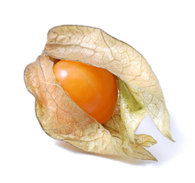 Physalis