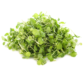 Salad Cress