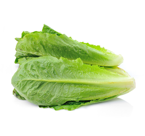 lettuce