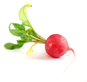 Radish