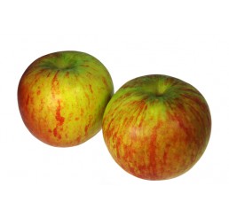 COXES APPLES PER CASE