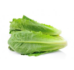 COS LETTUCE PER 1X12 CASE *LANCASHIRE*