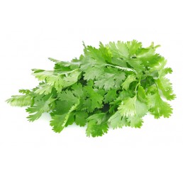 FRESH CORIANDER PER BOX