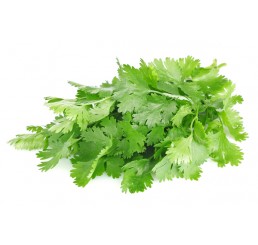 FRESH CORIANDER PER BOX