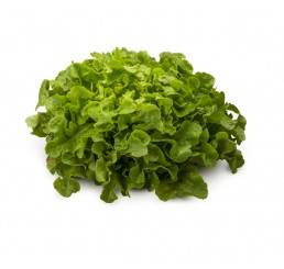 OAKLEAF LETTUCE PER 1X12 CASE *CHESHIRE*