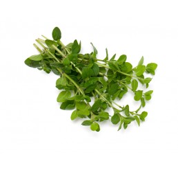 FRESH MARJORAM PER PACK