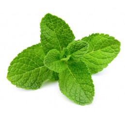 FRESH MINT PER PACK