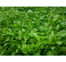 CHESHIRE MICRO HERBS PER PUNNET