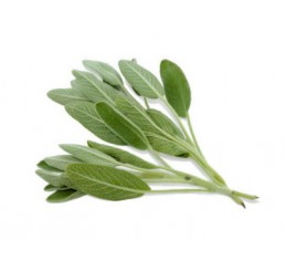 FRESH SAGE PER PACK