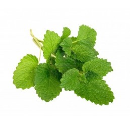 LEMON BALM PER PACK