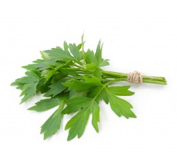 LOVAGE HERB PER KILO