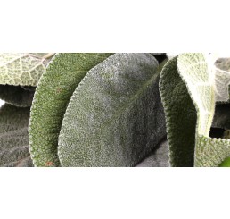 SAGE PER KG