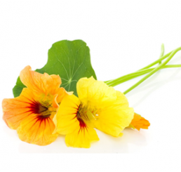 NASTURTIUM (EDIBLE FLOWER) PER PACK