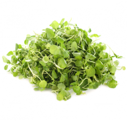 SALAD CRESS PER PUNNET