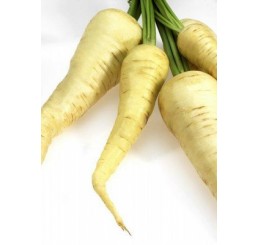 WHITE CHANTENNAY CARROTS PER CASE 5KG